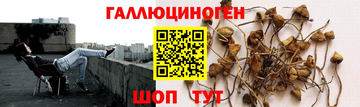 Псилоцибиновые грибы Psilocybe  что такое наркотик  Тара  Вход с VPN  Псилоцибиновые грибы мицелий 
